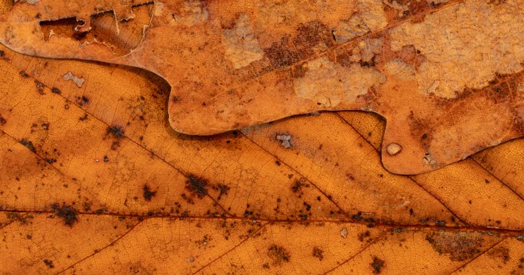 Oh, now that autumn is here…